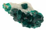 Lustrous, Dioptase Crystal Cluster (Large Crystals) - Namibia #78696-1